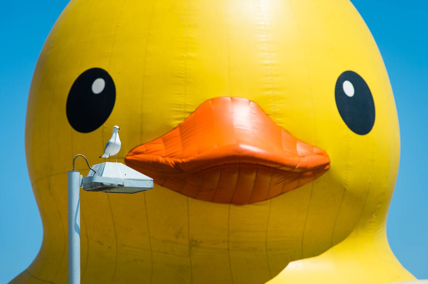 worlds biggest rubber duck
