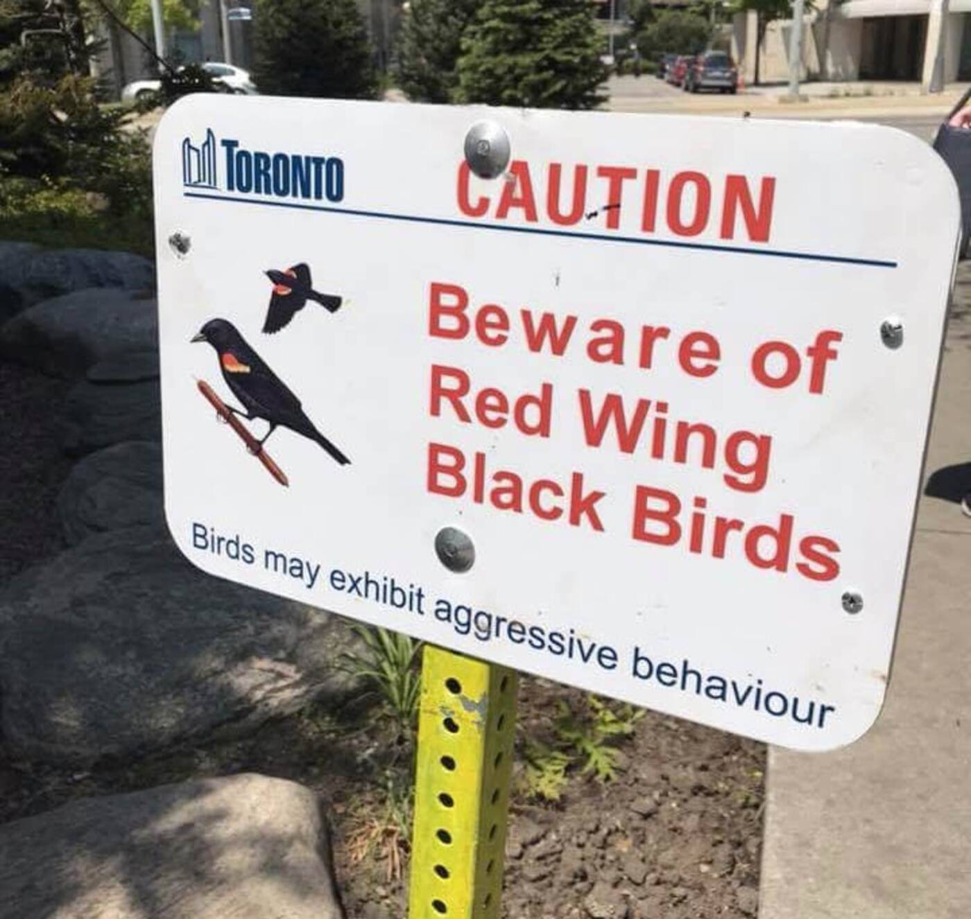 red wing blackbird attacks