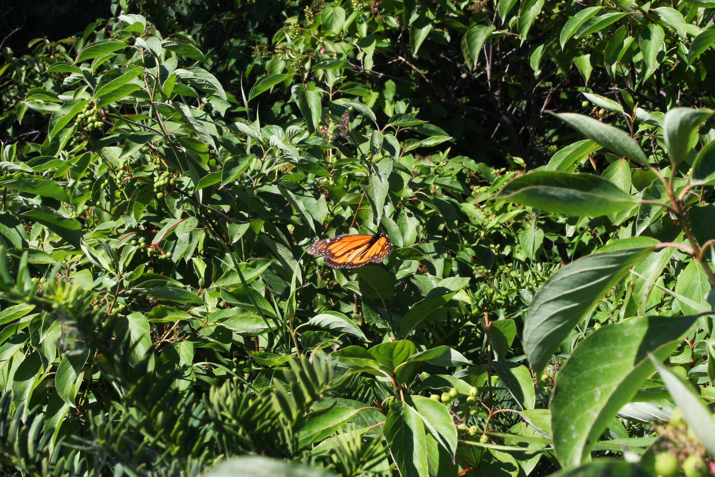 butterfly conservatory toronto