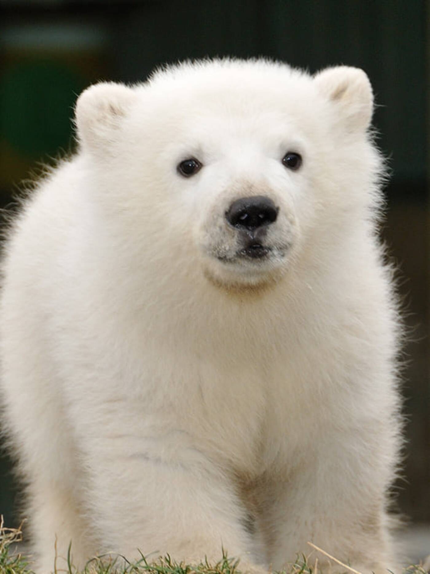 hudson polar bear