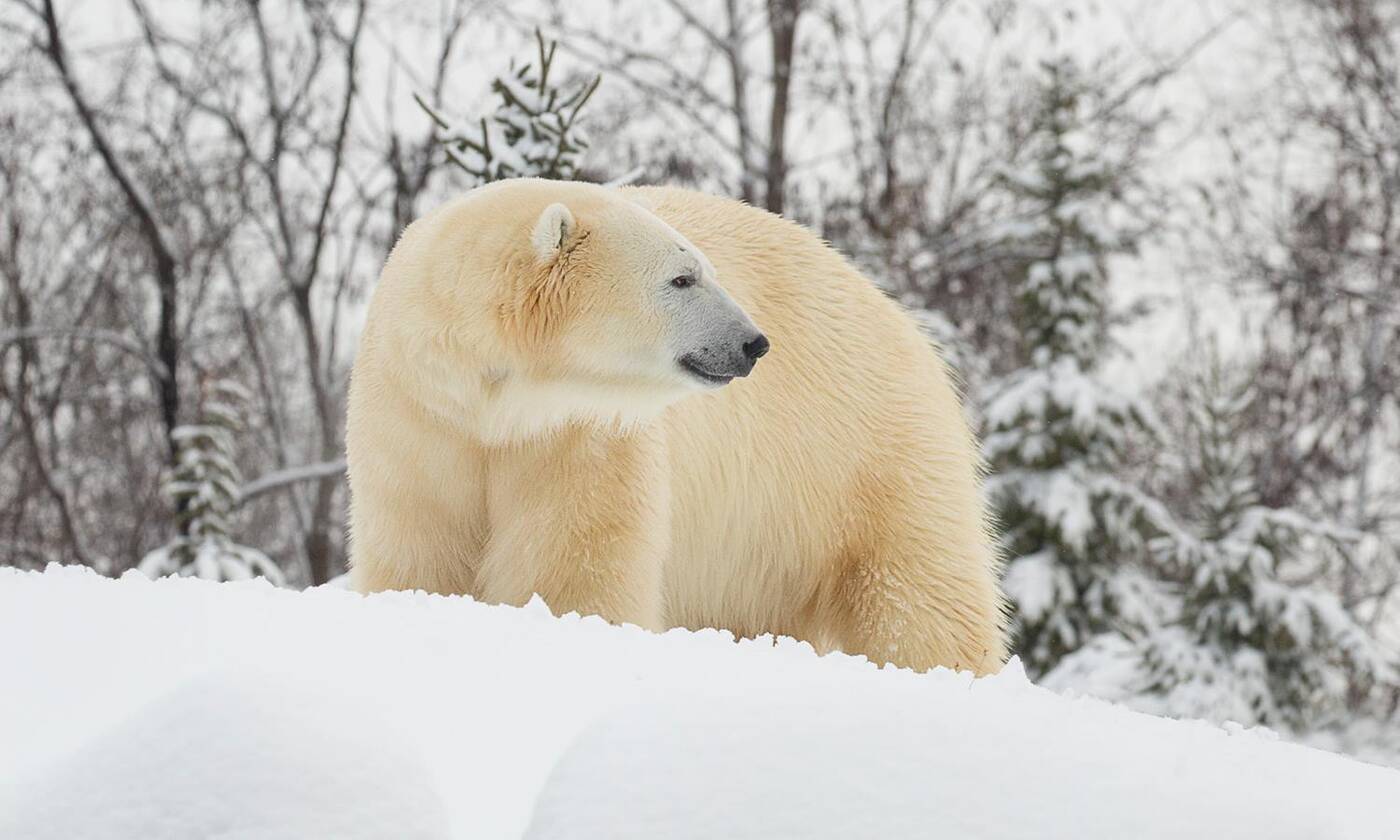 hudson polar bear