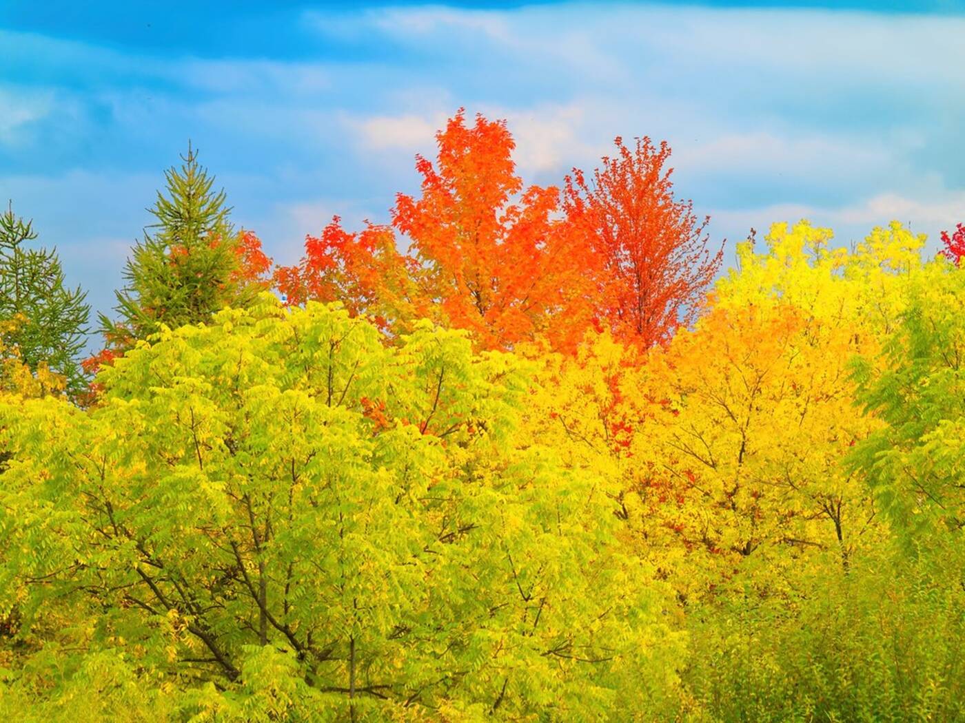 fall colours near toronto