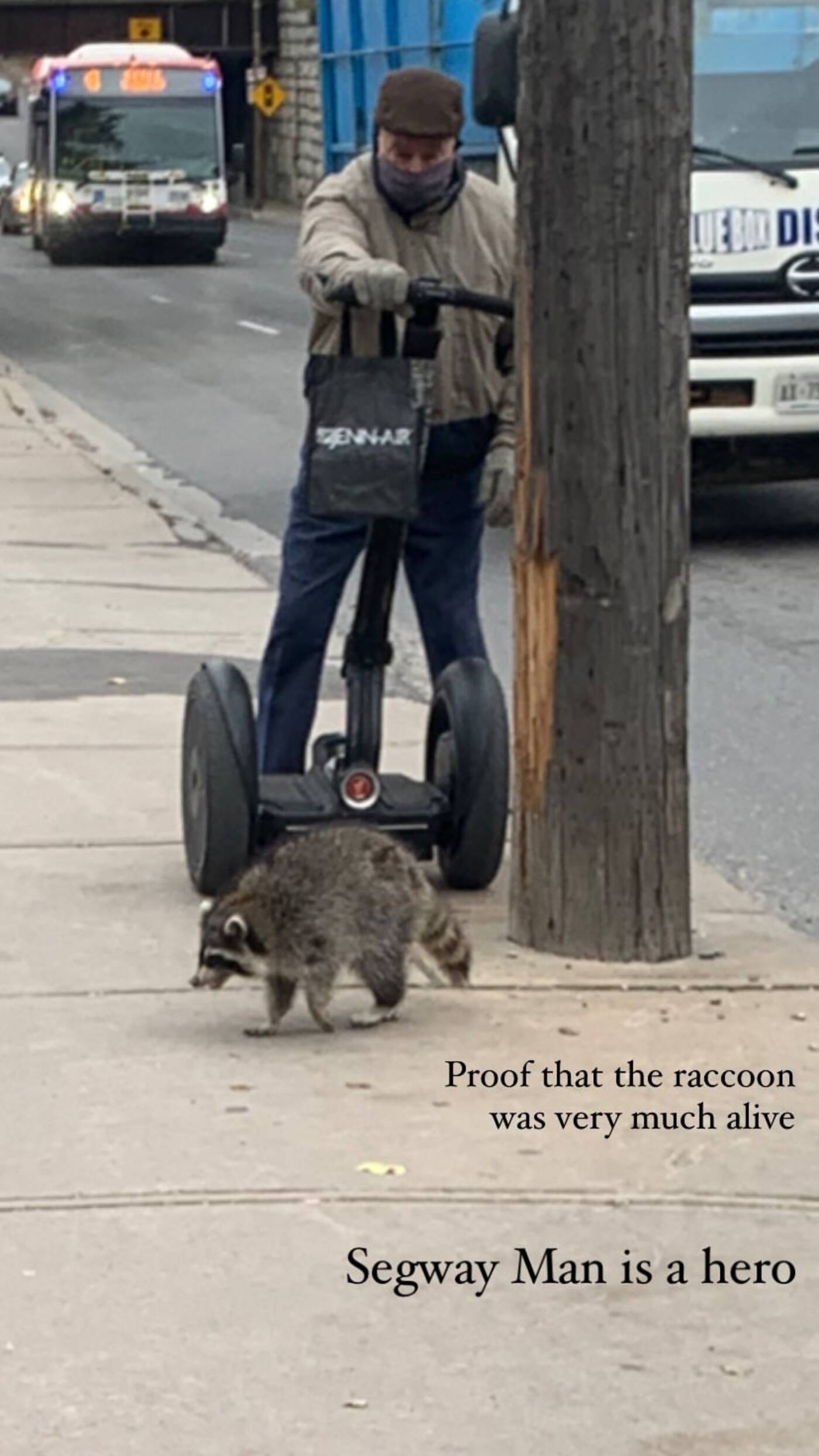 toronto raccoon segway