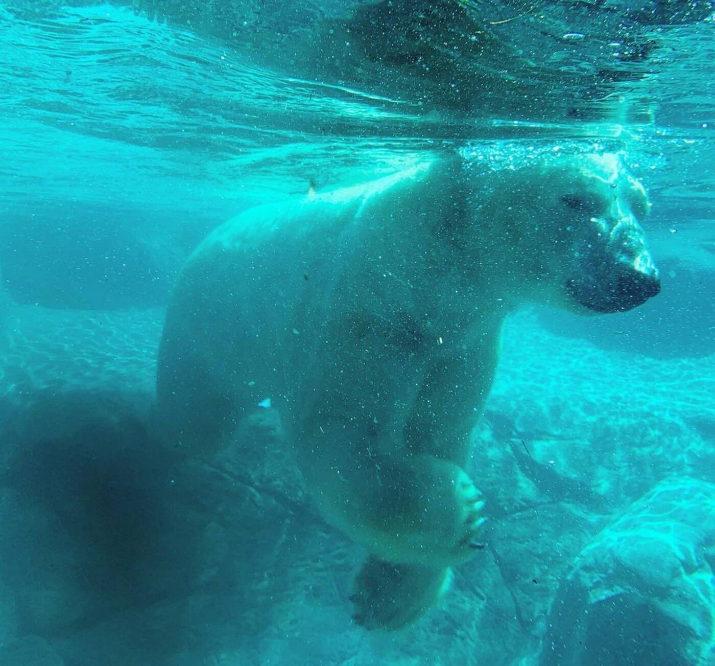 polar bear habitat