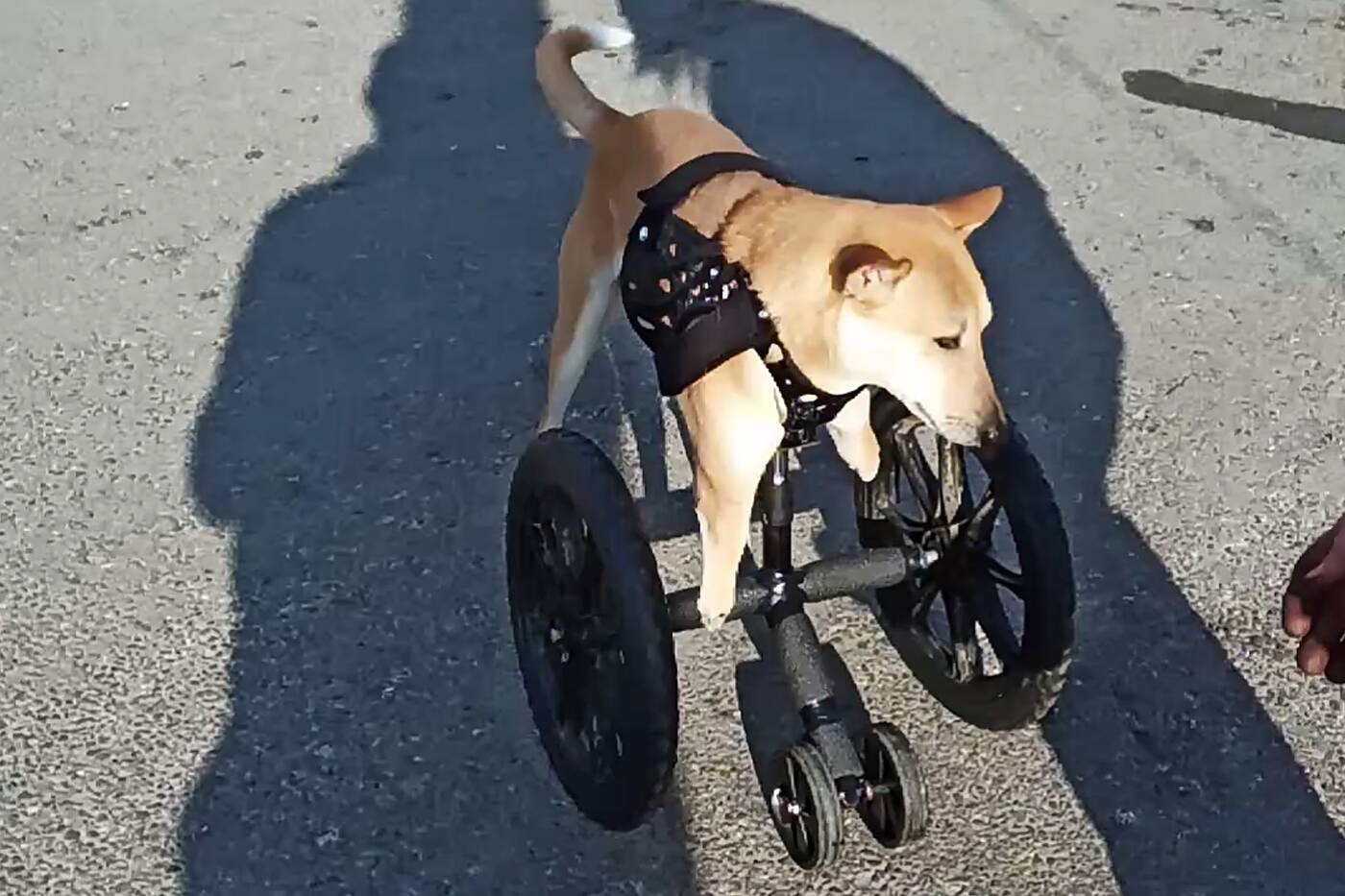 Toronto mechanic makes a cart for a dog with amputated front legs