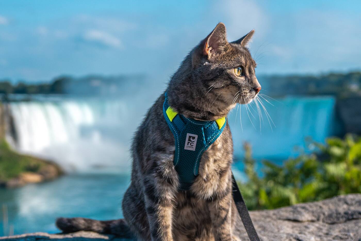 This Instagram-famous cat explores Toronto on a leash just like a dog ...