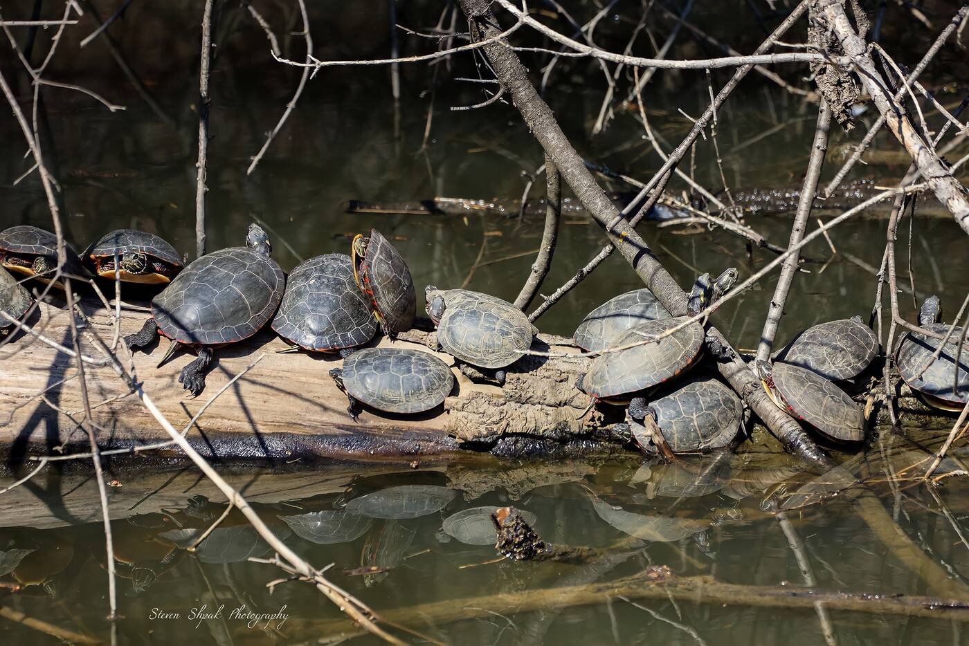 turtles in toronto