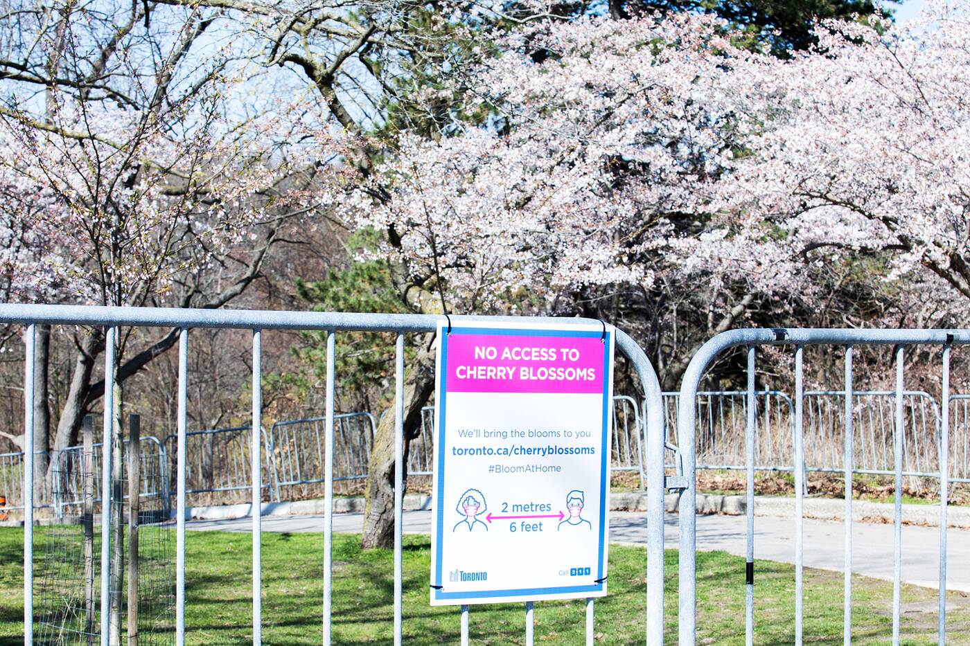 樱花高公园多伦多