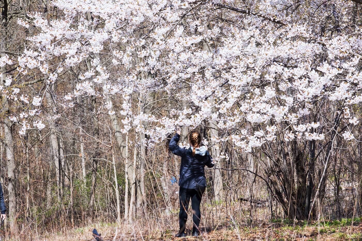 cherry blossom high park toronto