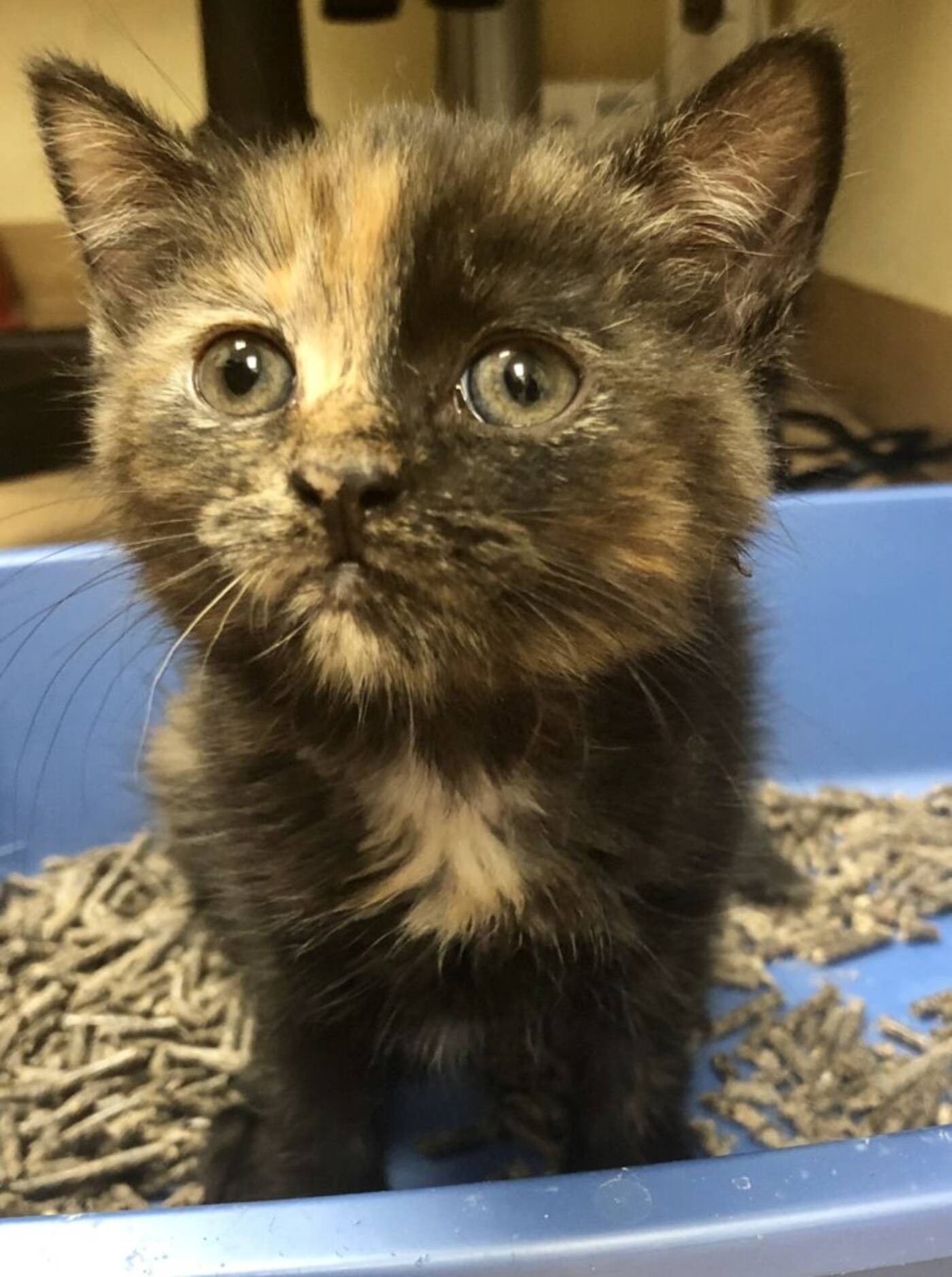 Toronto kitten born devoid of anus now delighted and nutritious following everyday living-preserving medical procedures