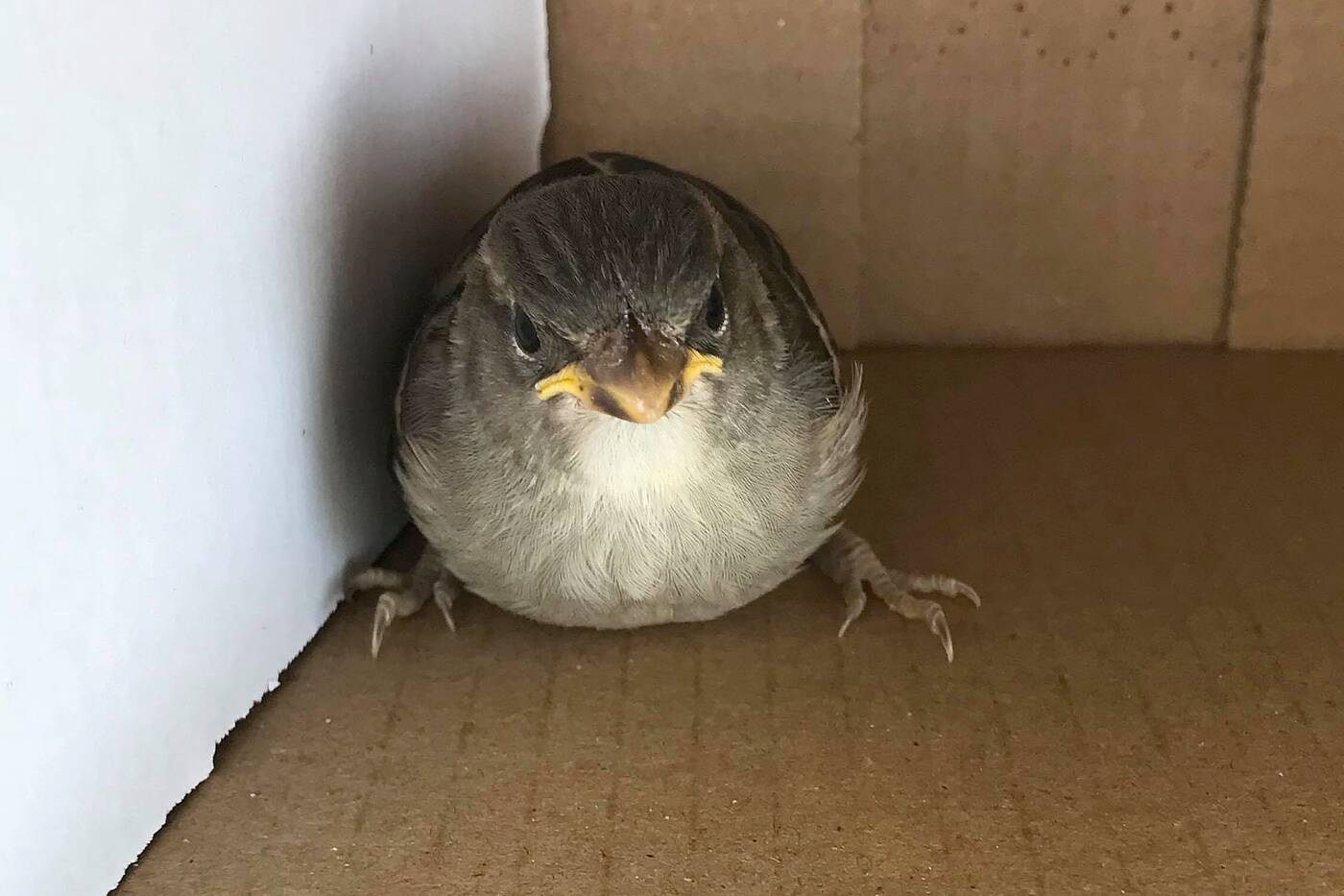injured baby bird