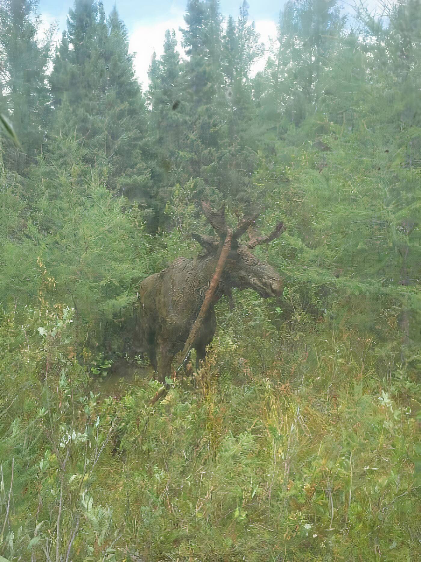 moose rescue timmins