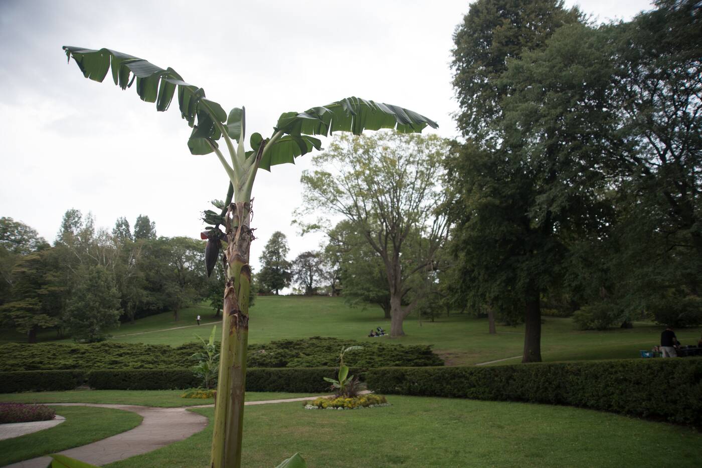 banana plants toronto parks