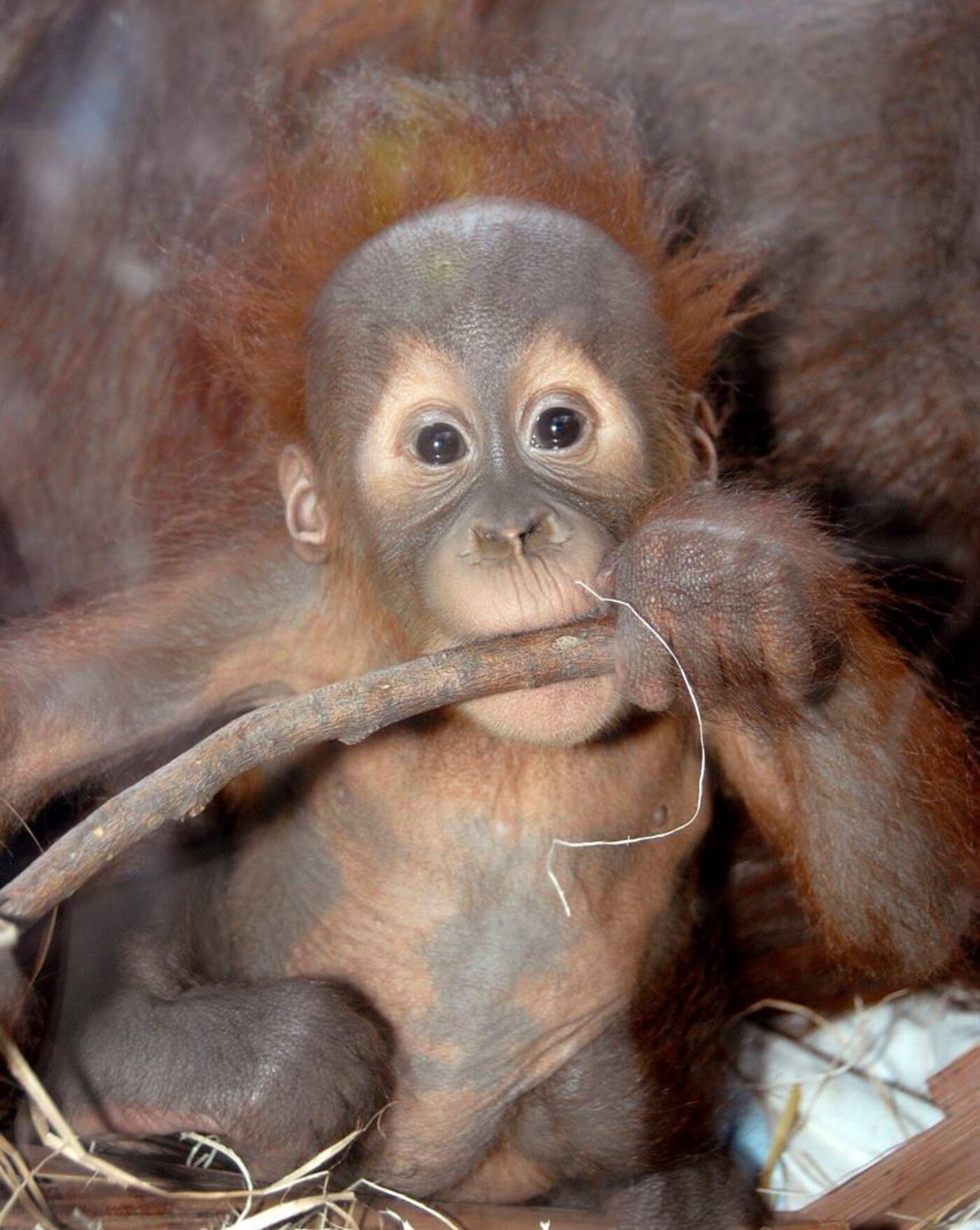 toronto zoo orangutans