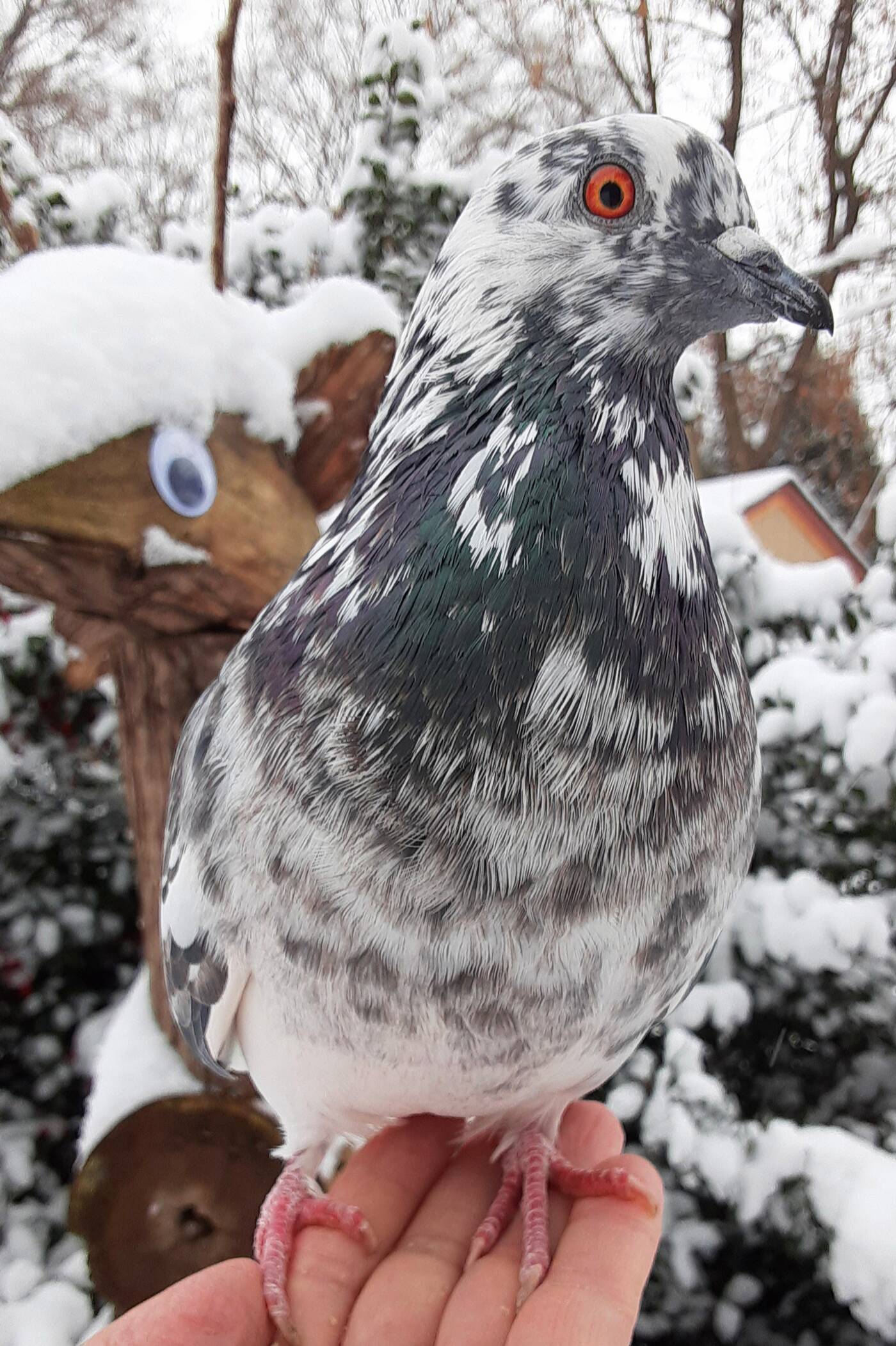 pigeon toronto