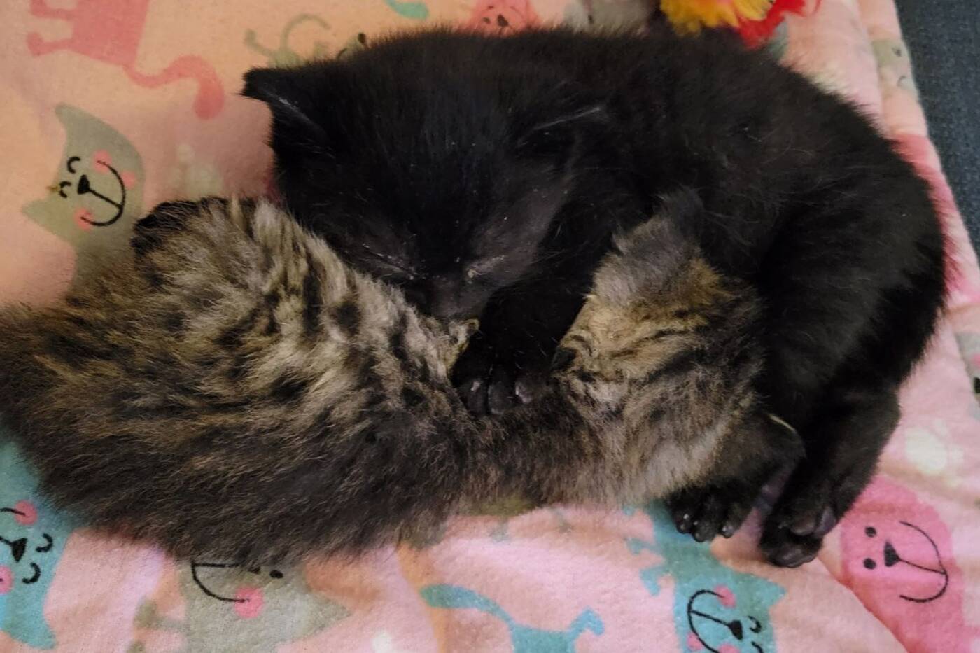 kittens toronto