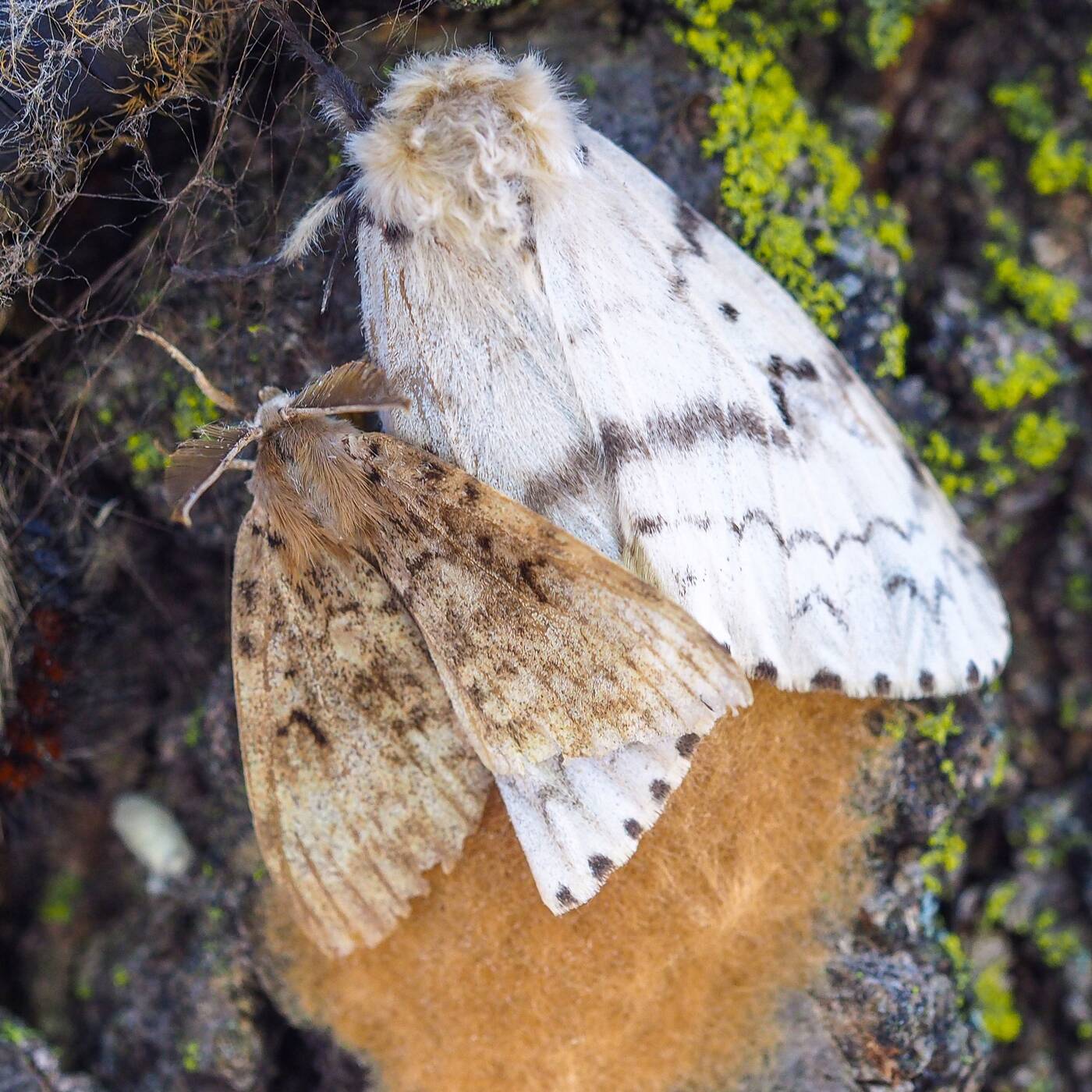 gypsy moths toronto