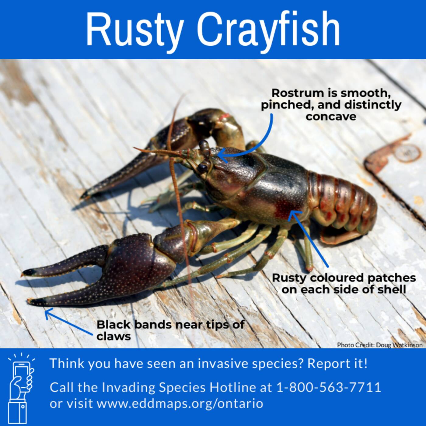 rusty crayfish ontario