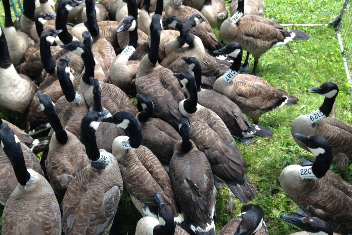banded geese