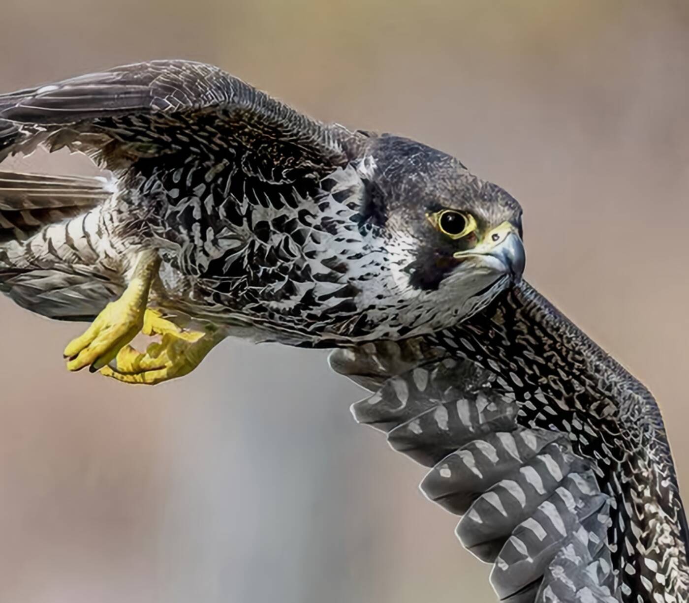 peregrine falcons toronto