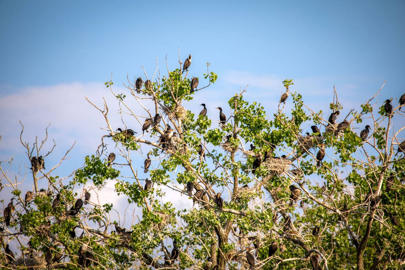 cormorants toronto island