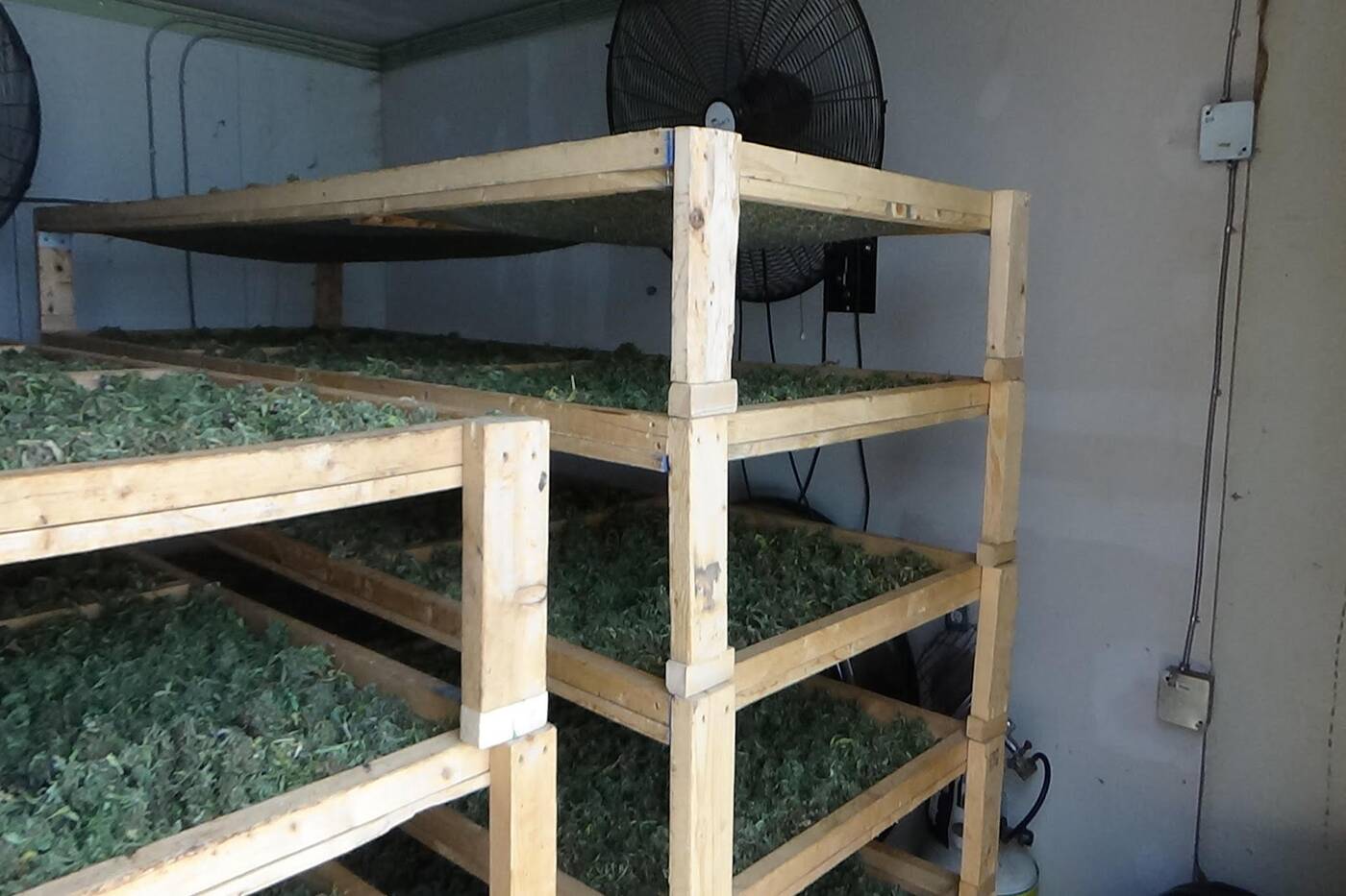 OPP raid illegal cannabis