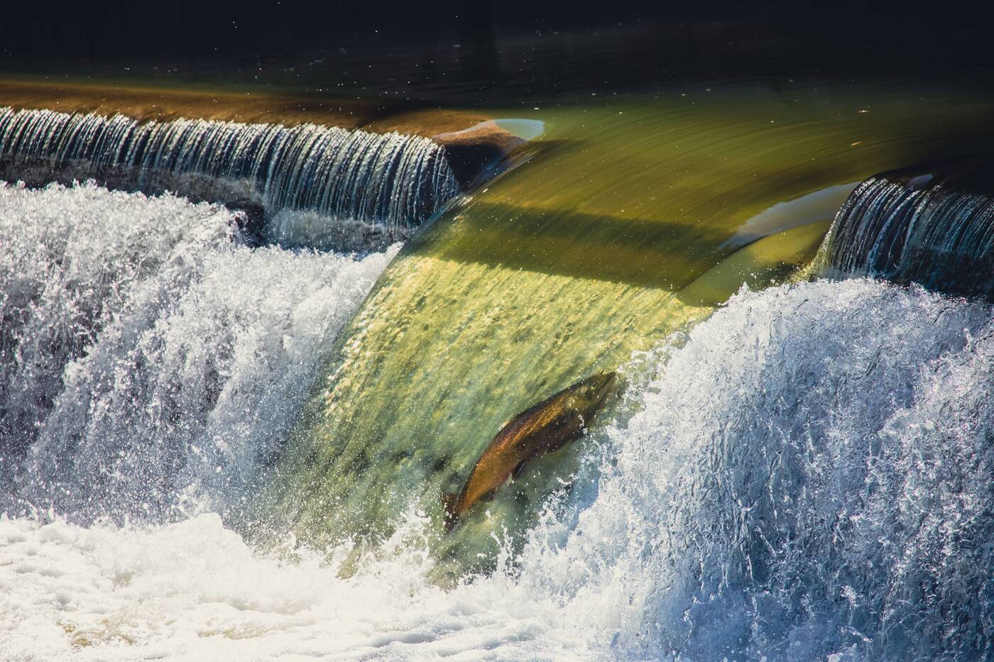 salmon run humber river toronto