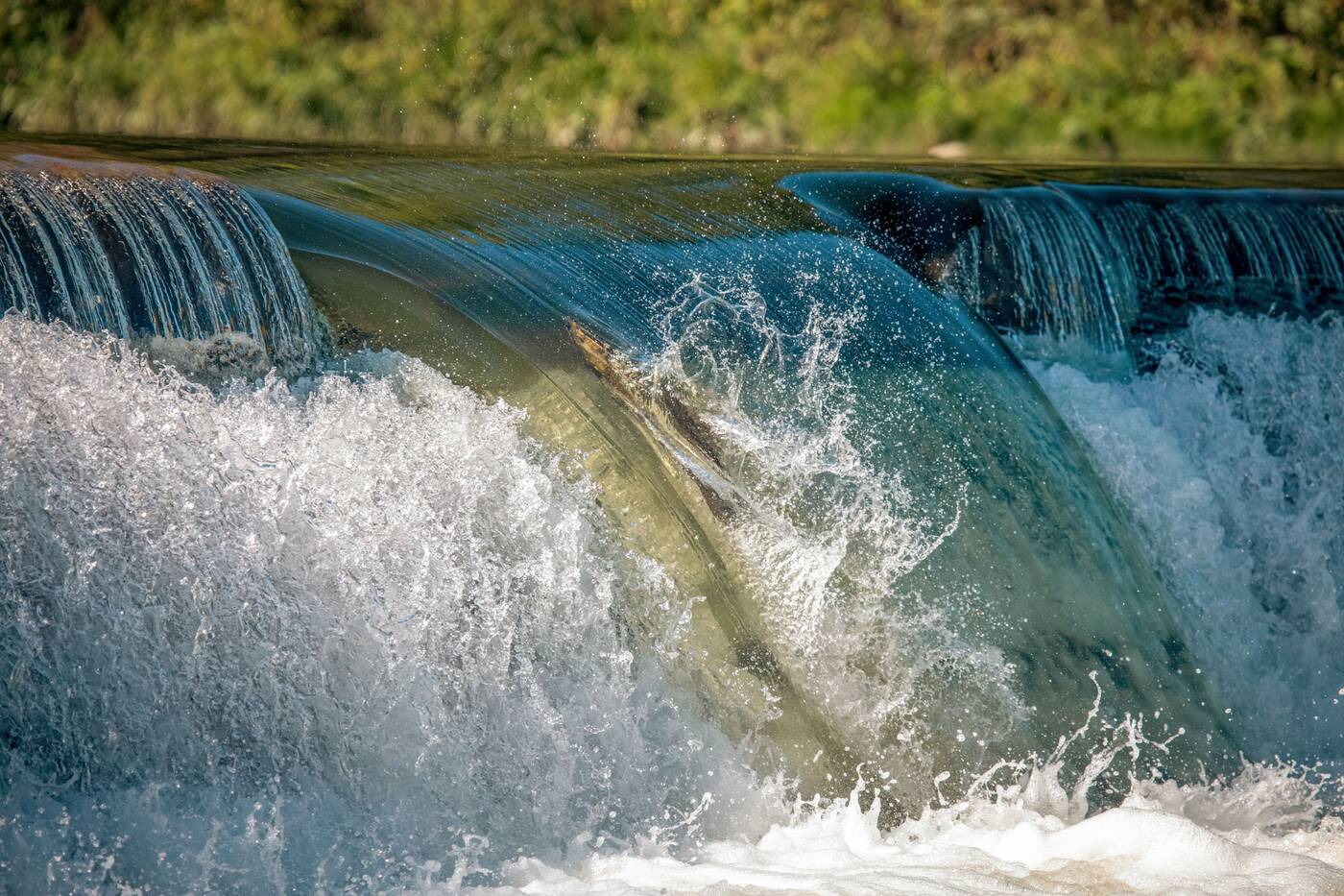 salmon run humber river toronto