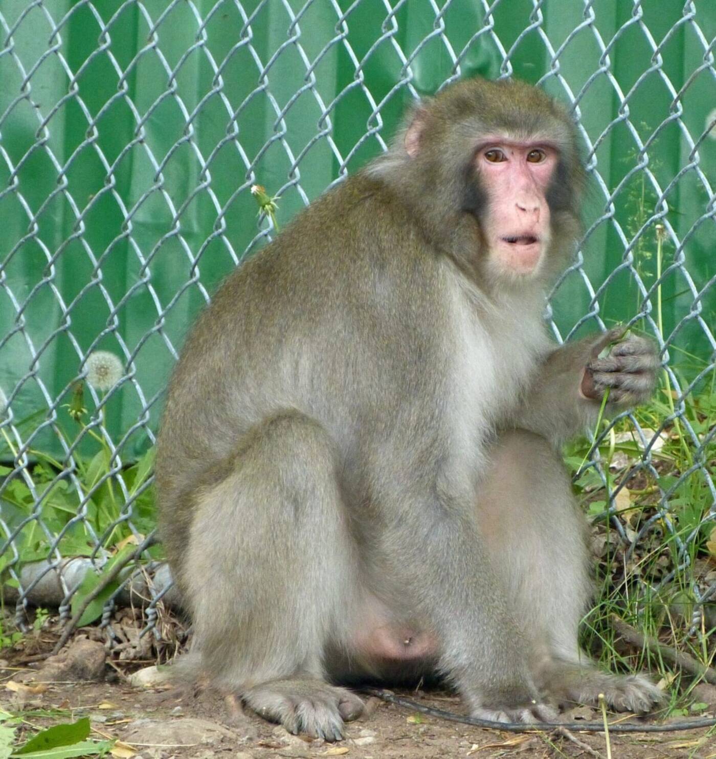 ikea monkey