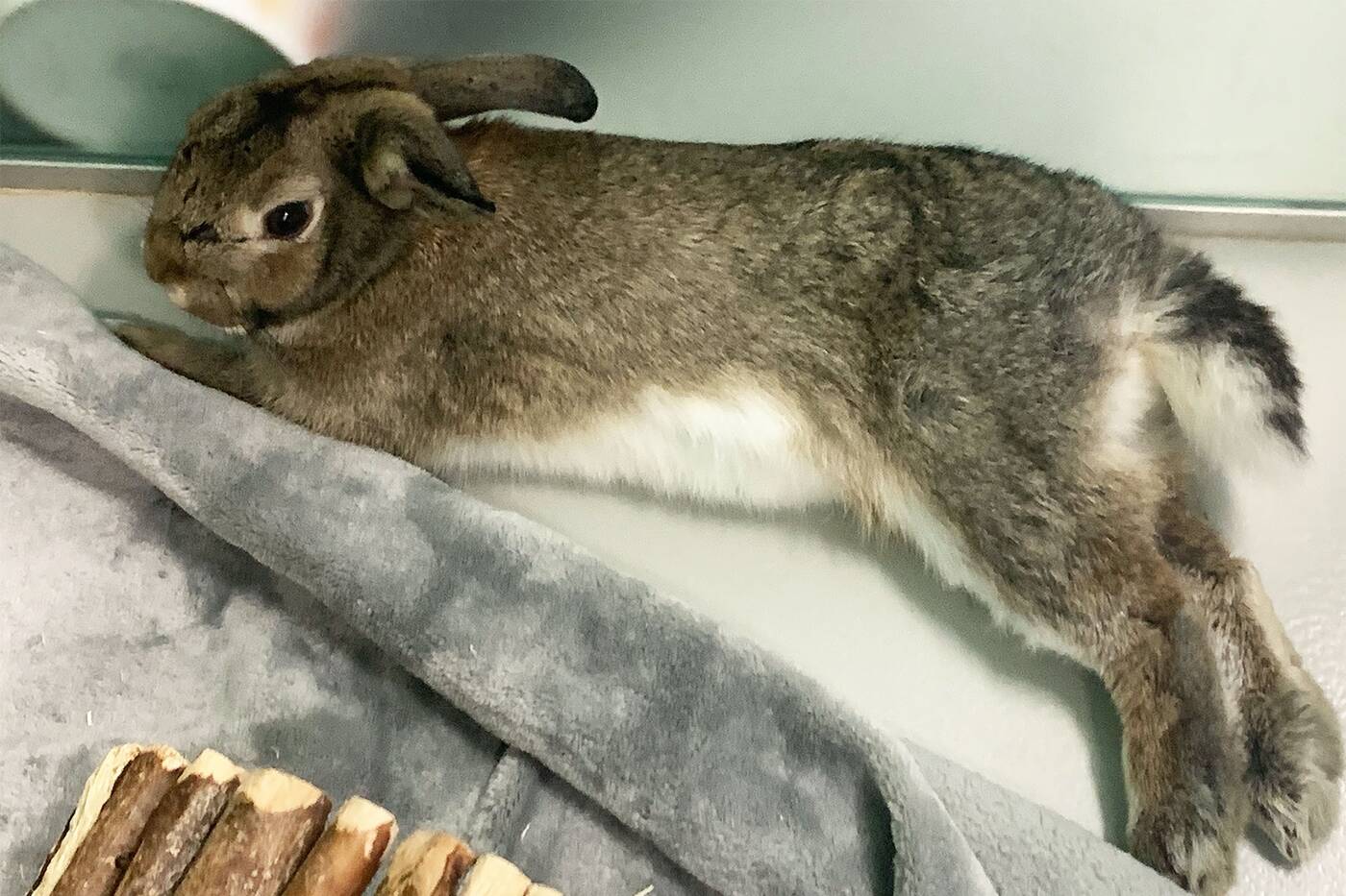 Dolly's Dream Home Rabbit Rescue - How can you tell a cottontail and a  domestic rabbit like Beignet (pictured) apart? 1. A cottontail will be  lean, while a domestic rabbit is typically