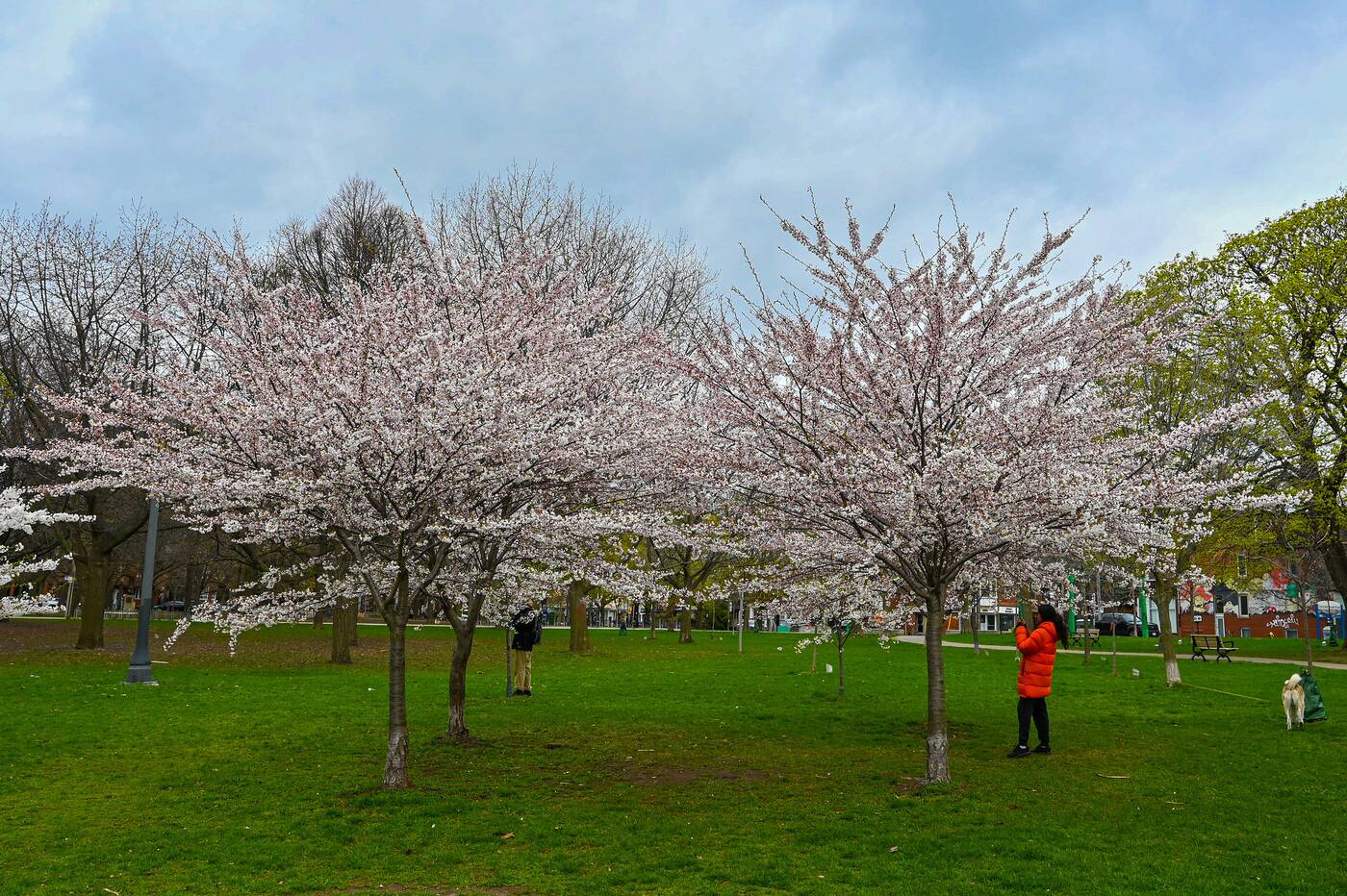 trinity bellwoods cherry blossoms