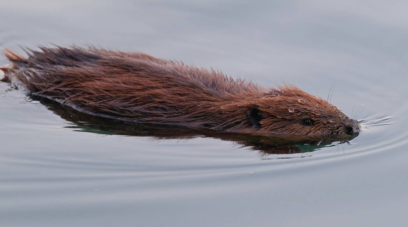 beaver toronto