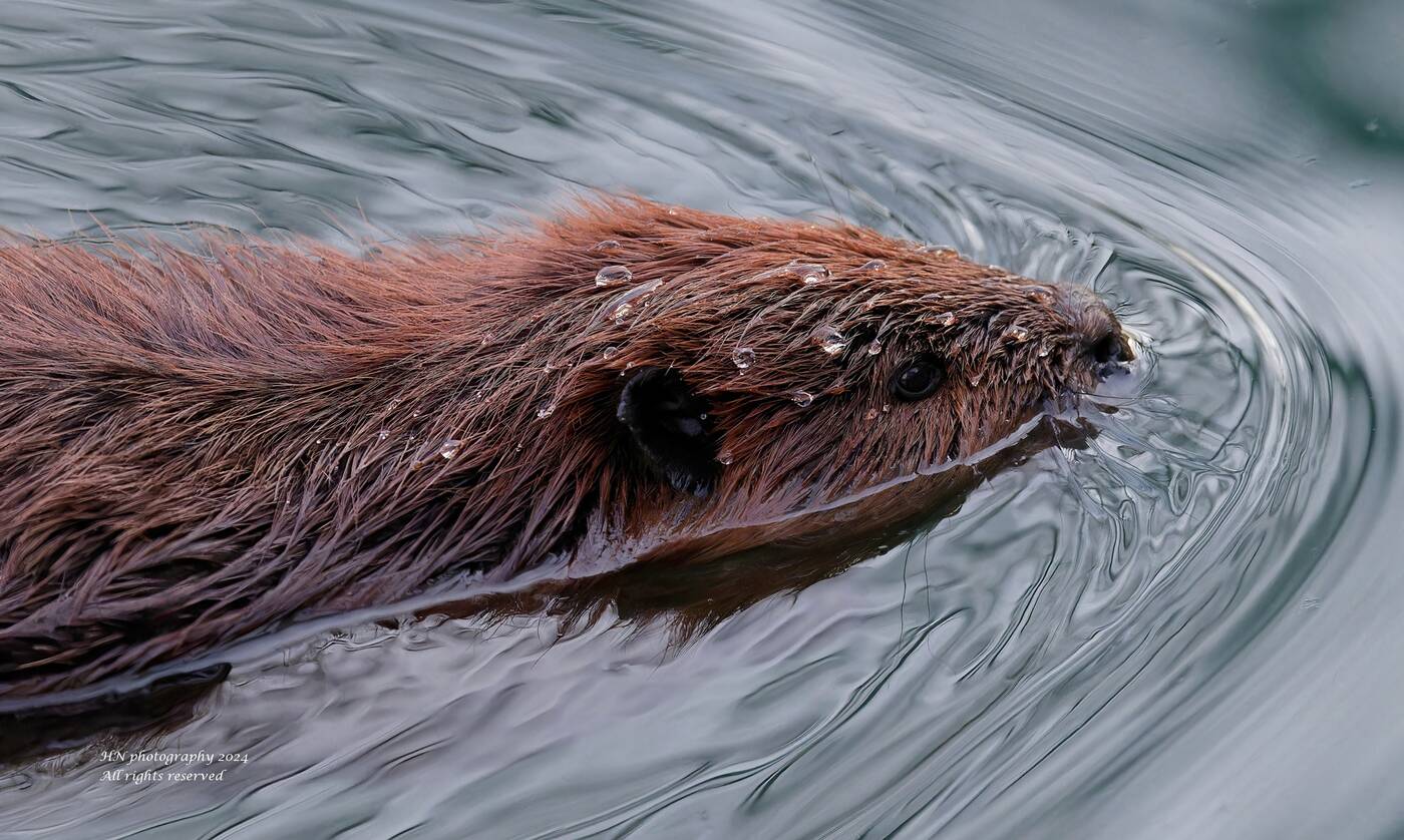 beaver toronto