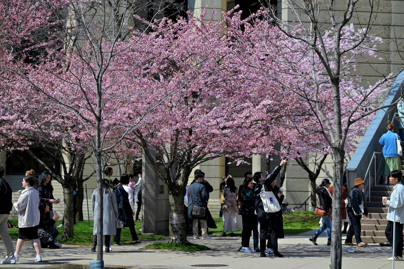 cherry blossoms toronto 2024