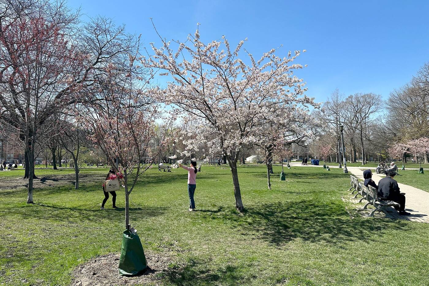 toronto cherry blossoms