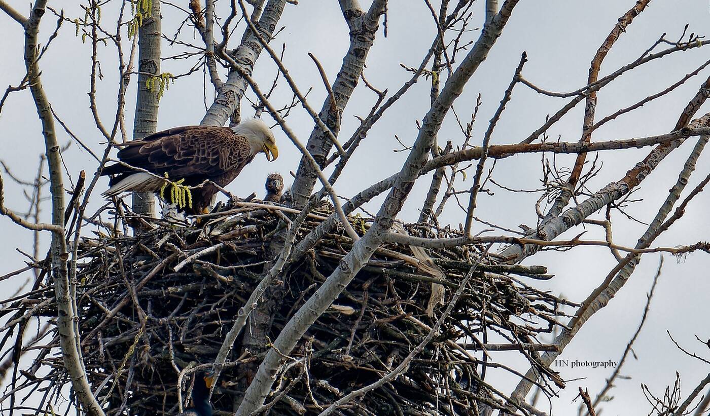eagle nest toronto