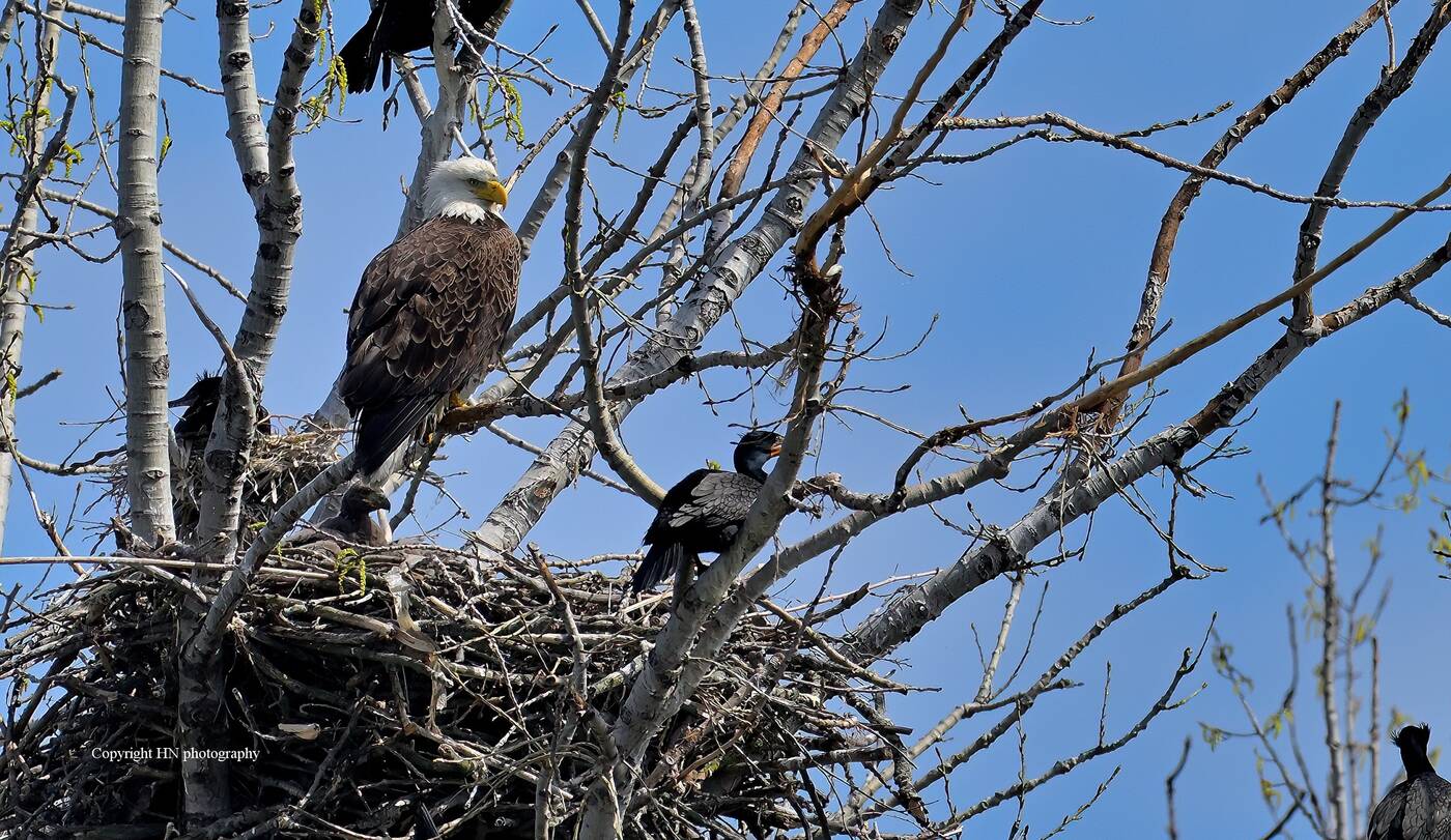 eagle nest toronto